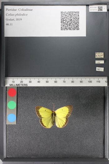 Media type: image;   Entomology 119119